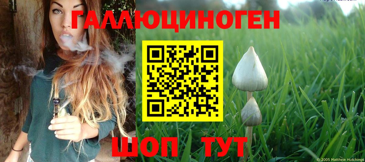 Псилоцибиновые грибы Psilocybe Моздок